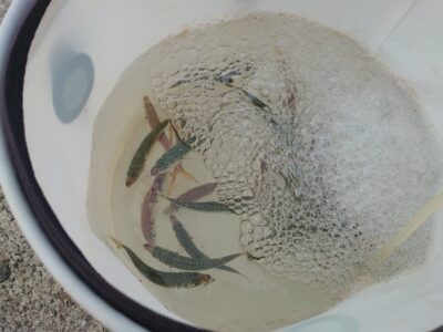 <p>沖の北オイルフェンス周辺内向き 今日は豆アジと豆サバばかりでした。</p>