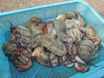 <p>EKO様 沖の北 ケーソン継ぎ目で新子タコ🐙</p>