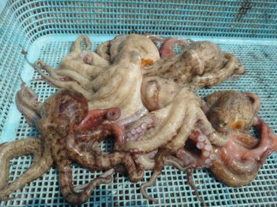 <p>旧一文字3番周辺 タコエギで新子タコ🐙</p>