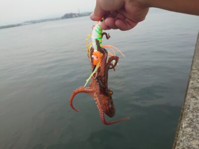 <p>釣れちゃうタマ　旧一文字3番内向き　蛸電タコベイトチューンで新子タコ🐙これはリリースしました。他にキープサイズを3つ。釣れるけど連発しない…。蛸電は新子が掛かりやすいですし、大ダコが来ても捕れます。</p>