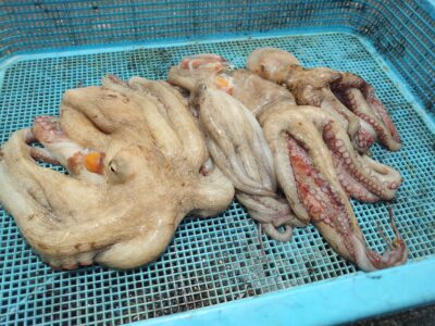 <p>山根様　旧一文字3番周辺　タコエギで新子タコ🐙</p>