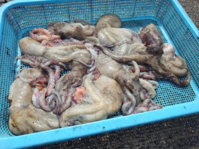 <p>旧一文字白灯　タコエギで新子タコ10杯🐙</p>