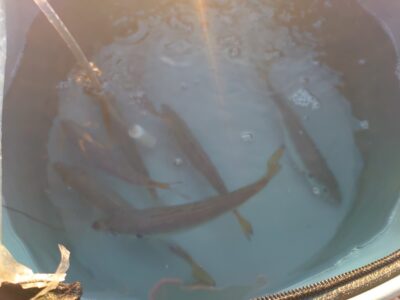 <p>食材仕入れ中の小玉様　沖の北先端内向き　足元サビキで中アジ！今日は豆アジが多め、針は大きめがよいかと。</p>