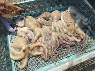 <p>上西様　旧一文字3番周辺　タコエギで新子タコ🐙リリースもいれると11杯！</p>