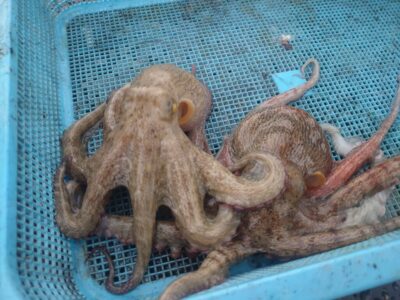 <p>山内🍣様　中波止2番　タコエギでタコ🐙</p>