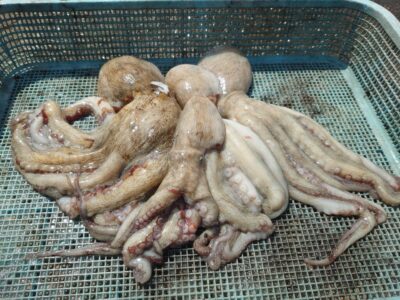 <p>沖の北　タコエギで良型タコ🐙今日も苦潮なし</p>