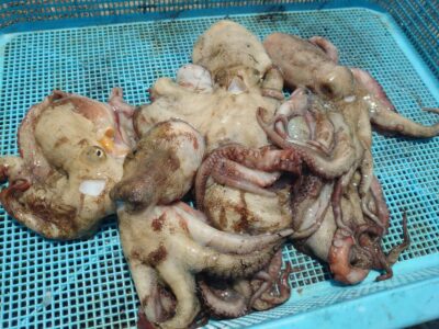 <p>㊈中村様 沖の北 ケーソン継ぎ目で新子タコ🐙</p>