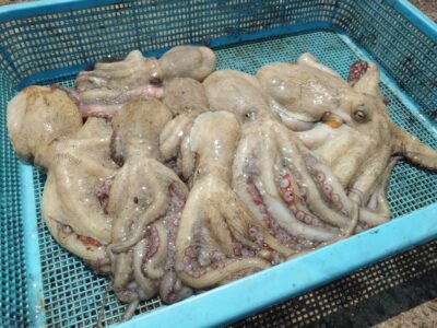 <p>チャンピオン前田様　旧一文字赤灯　タコエギでタコ7杯🐙全て内向きでの釣果</p>