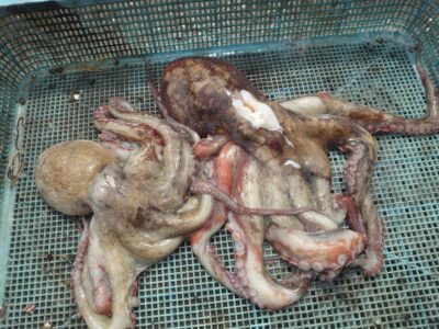 <p>だいじろ様　旧一文字カーブ　タコエギでタコ500gと新子タコ🐙7時頃に連発したそうです。</p>