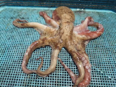 <p>柴田様　旧一文字3番外向き　タコエギで新子タコ🐙</p>