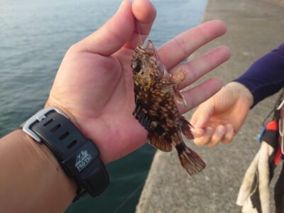 <p>旧一文字赤灯   苦潮の時は小さい魚から弱っていくので、こんな小さいガシラが釣れるってことは苦潮ではないですね。</p>