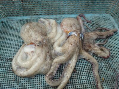 <p>竹村様　旧一文字カーブ　タコエギで良型タコ🐙</p>