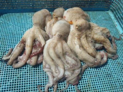<p>杉浦様　旧一文字カーブ〜白灯　タコエギで新子タコ🐙</p>