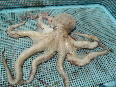 <p>旧一文字カーブ　タコエギで良型タコ🐙</p>