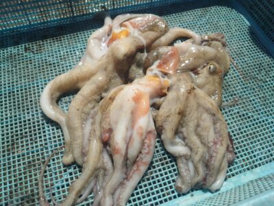 <p>今シーズン4杯の壁が超えられない中元様　旧一文字3番周辺　タコエギで新子タコ🐙</p>