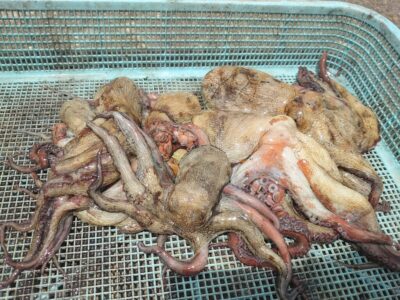 <p>吉野のK様　旧一文字カーブ〜3番　タコエギでタコ🐙</p>