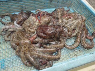 <p>小野様　旧一文字3番〜カーブ外向き　竿下タコエギで新子タコ🐙</p>