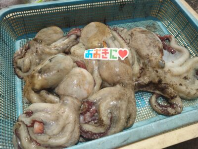 <p>おおきに❤様　沖の北外向きメイン　タコエギで良型タコ🐙</p><p>サイズが良い♪お連れさんは大ダコをバラしたそうです。</p>