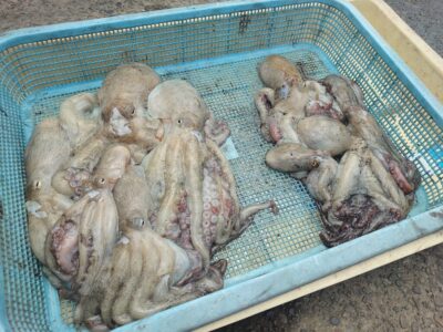 <p>旧一文字3番周辺　内外両方　タコエギで新子タコ🐙お二人での釣果です。</p>