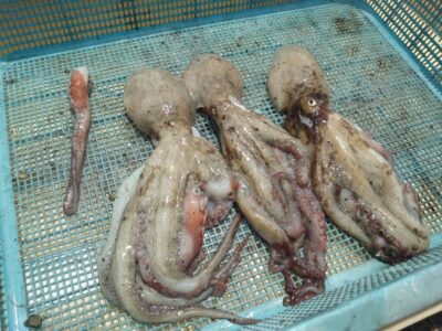 <p>旧一文字3番周辺　タコエギで新子タコ＋張り付かれて足１本。</p>