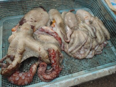 <p>タコ村様 沖の北 ケーソン継ぎ目でタコ1.3kg！新子タコも♪</p><p>継ぎ目でも大きいの出ます!継ぎ目が広いところは張り付かれたりするので、アタリを取ってから素早く合わせてください！</p>
