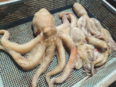 <p>赤坂ダビッドソン様　沖の北　タコエギで良型タコと新子タコ🐙</p>