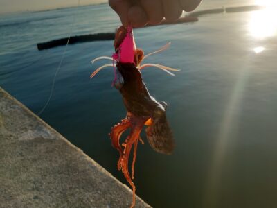 <p>沖の北　オイルフェンス内側の内向き　タコエギで新子タコ🐙　触るけど乗らない事が多いので餌巻きとかイワシ油、タコ用の集魚スプレーなどは効果あります。</p>
