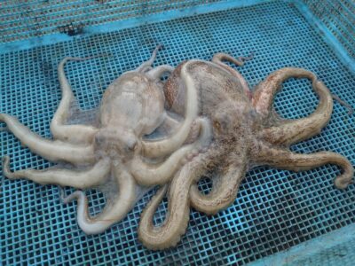 <p>釣れちゃうタマ　沖の北外向き　蛸墨族2.5号で新子タコ🐙4時半から30分ほどで　触ってくるけど乗らないのも何回かありました。活性はそんなに高くないようでしたが、しっかり誘って抱かせてって感じでした。</p>