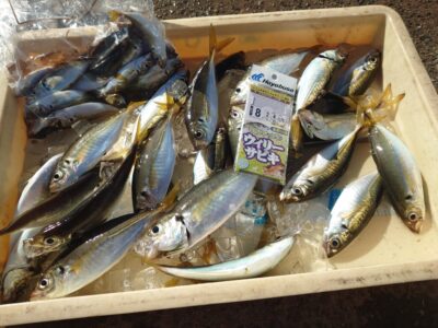 <p>レジェンド山本　沖の北先端内向き　足元サビキで豆〜中アジ！4時便〜7時での釣果。今日はウィリーサビキが良かったみたい♪</p>