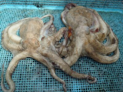 <p>出射様　旧一文字3番外向き　タコエギで良型タコ🐙</p>