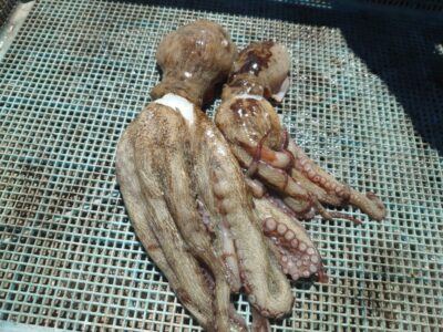 <p>旧一文字カーブ　タコエギで新子タコ🐙</p>