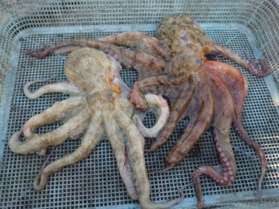 <p>釣れちゃう犬　沖の北　イカエギ改で良型タコ🐙4時便で渡ってからの1時間大事です。</p>