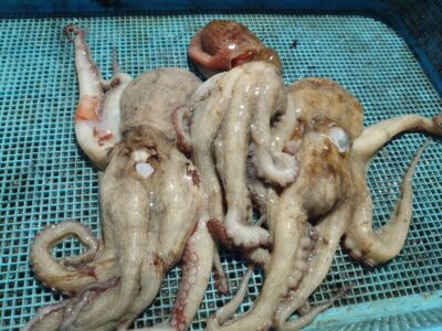 <p>⑨中村様　旧一文字3番周辺　タコエギで新子タコ🐙張り付かれ、バラしも多かったようです。全部捕れてれば10杯いってたかも…との事。</p>