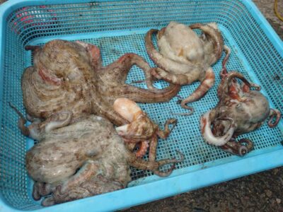 <p>芝様 沖の北  ケーソン継ぎ目でタコ🐙 旧赤灯に移動してからタコエギでも1つ♪</p>