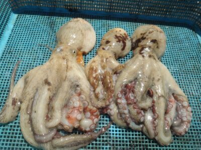 <p>久だこ様　沖の北　タコエギで450gまでのタ3杯🐙</p>