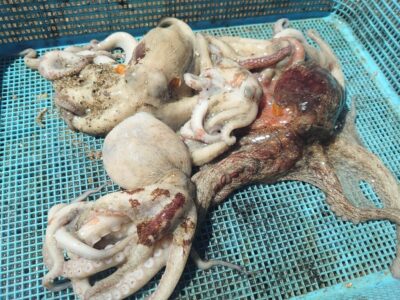 <p>昨晩のイカメタルは惨敗のミラクル宮崎様　旧一文字3番〜カーブ　竿下タコジグで新子タコ🐙</p>
