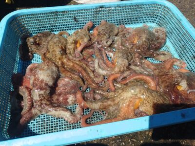 <p>ジムさぼり気味のヒカルン様　沖の北　タコエギで新子タコ10杯🐙</p>