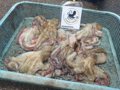 <p>オクトパスインフィニティ高野様　沖の北　イカエギ改で新子タコ🐙</p>