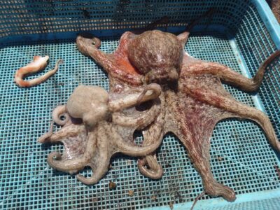 <p>足立様　旧一文字赤灯　タコエギで良型タコ🐙＋張り付かれて足1本…。</p>