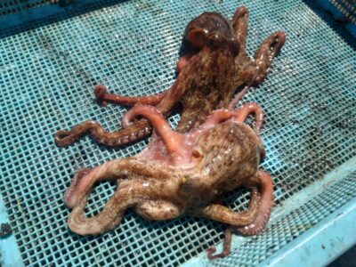 <p>にったこ様　旧一文字赤灯　タコエギで新子タコ🐙1つリリース</p>