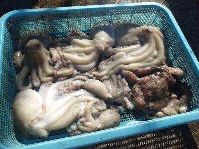 <p>白田様　旧一文字白灯　タコエギで良型＆新子タコ🐙</p>