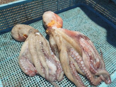 <p>プライドを捨てた㊈中村様　旧一文字3番　タコエギで良型タコ🐙</p>