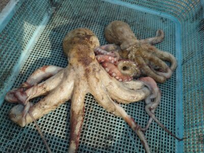 <p>豕瀬様　沖の北　イカエギ改で新子タコ🐙</p>