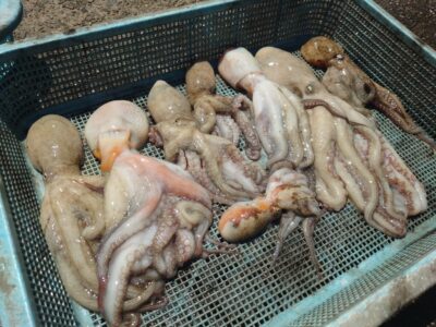 <p>加藤様　旧一文字3番周辺　タコエギと竿下タコジグで新子タコ🐙</p>