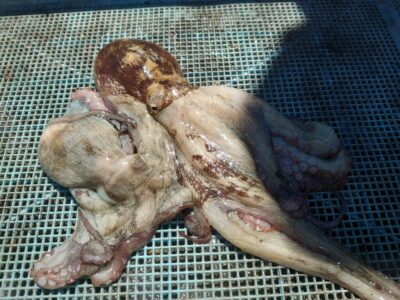 <p>旧一文字赤灯タコエギで新子タコ🐙</p>