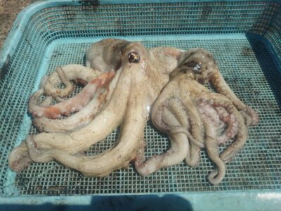 <p>アドレンジャー様　沖の北　タコエギで良型＆新子タコ🐙</p>