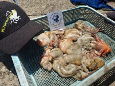 <p>オクトパスインフィニティ高野様　沖の北外向き　イカエギ改で新子タコ🐙足元でのアタリが多かったそうです。</p>