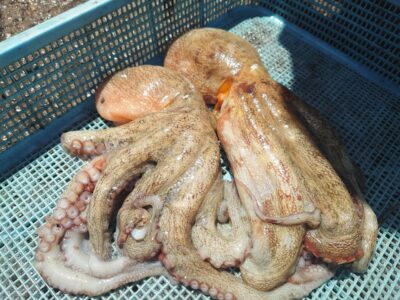 <p>匿名希望のまゆげ様　旧一文字カーブと中波止2番　イカエギ改で良型タコ🐙リリースサイズが多かったようです。</p>