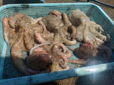 <p>沖の北内向き　タコエギで良型タコ🐙1kgが2つ、700gと新子が2つ　8時頃から釣れたそうです♪</p>