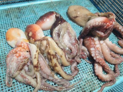 <p>タコ村様　旧一文字3番〜カーブ外向き　タコエギで新子タコ🐙</p>